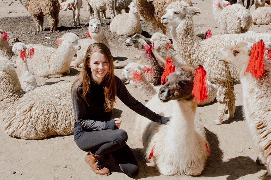 female traveler petting a llama at a roadside stop on a 2 day colca canyon tour in Peru, South America