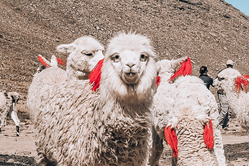Alpaca at a roadside stop on our Colca Canyon tour