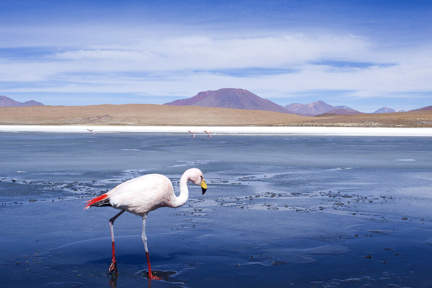Flamingo on a lake in Bolivia - we went here after our PeruHop tour which ended in LaPaz, Bolivia