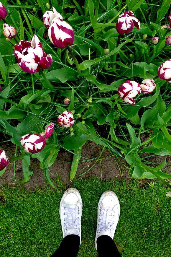 looking down on pink and white tulips and white shoes