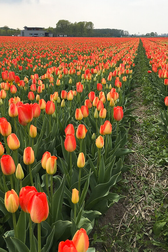 rows of yellow and red tulips in the fields on the Netherlands