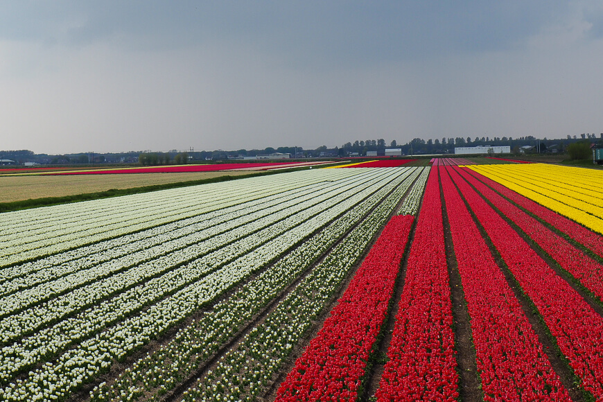 yellow tulip fields, red tulip fields, and white tulip fields