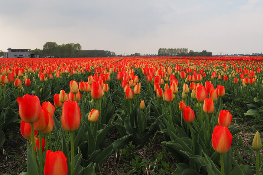 yellow and red tulip field in the Netherlands during spring