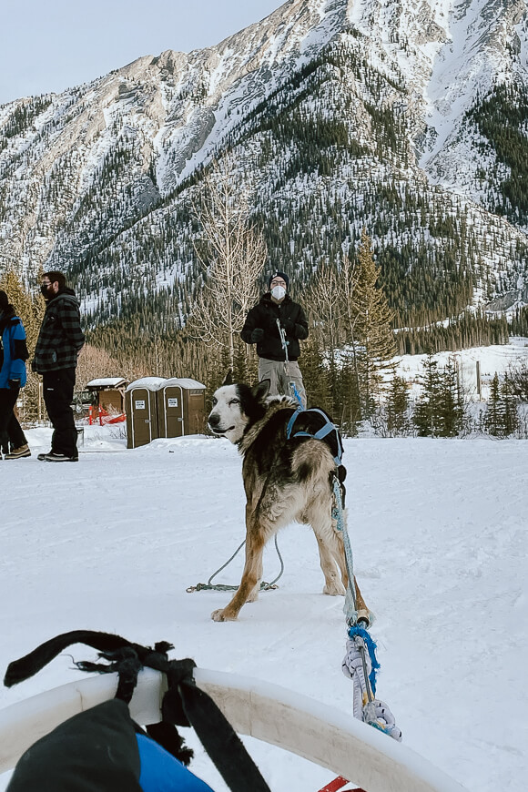 hooking up the sled dogs with Howling Dog Tours.